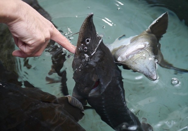 北海道の水族館イメージ