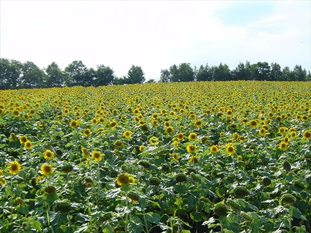 Sunflower field in Hokuryu town