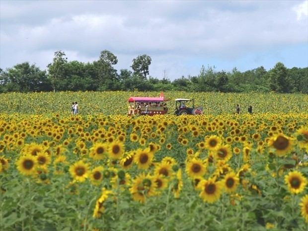 Sunflower field in Hokuryu town