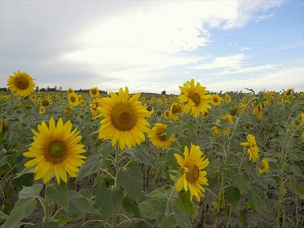 Sunflower field in Hokuryu town