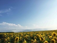 大空町のひまわり畑