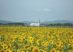 大空町のひまわり畑