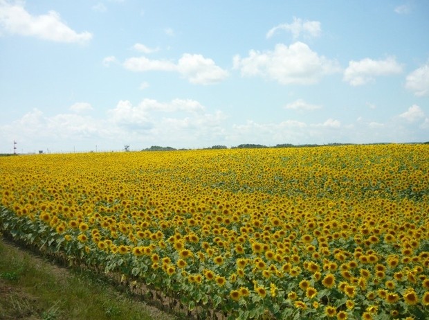 大地が黄色に輝く絶景 北海道のひまわり畑５選