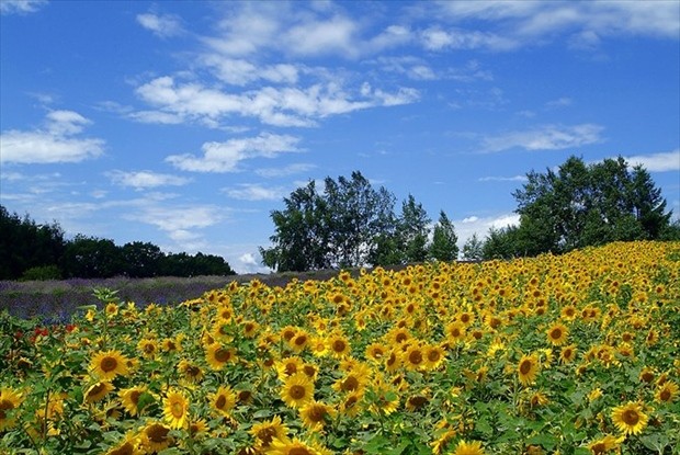 大地が黄色に輝く絶景 北海道のひまわり畑５選