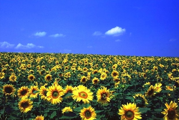 大地が黄色に輝く絶景 北海道のひまわり畑5選
