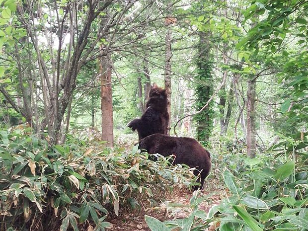 サホロリゾート・ベアマウンテンのクマの生態