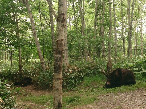 サホロリゾート・ベアマウンテンののんびり過ごすクマ