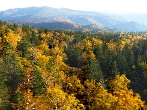 Autumn Leaves of Mount Asahi