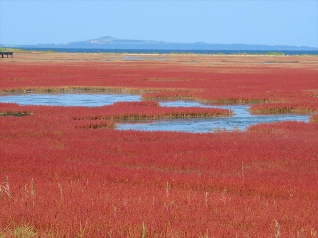 Corals in Lake Notoro