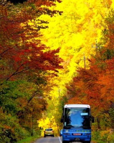 Autumn Leaves of Jozankei
