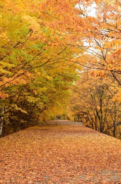 札幌の紅葉