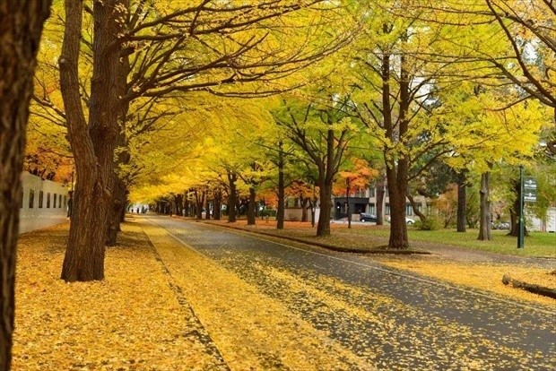 札幌・北大のいちょう並木