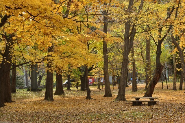 札幌・円山公園の紅葉