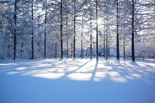 冬の美瑛イメージ