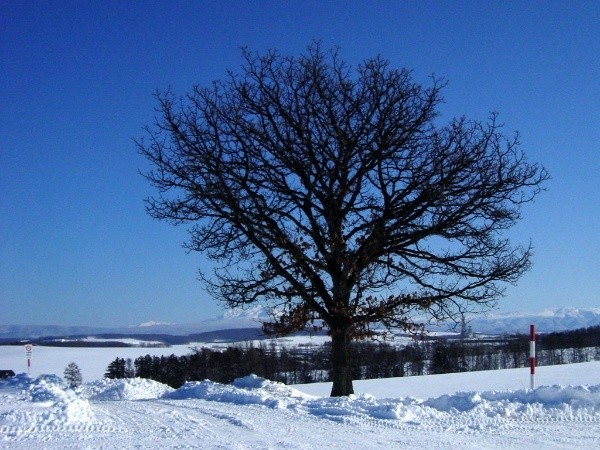 冬の美瑛イメージ