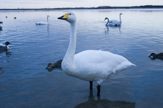 ウトナイ湖イメージ