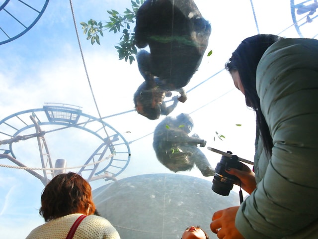 Asahiyama zoo monkey