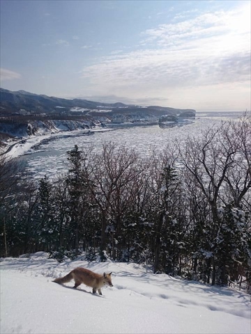 北海道　流氷 プユニ岬