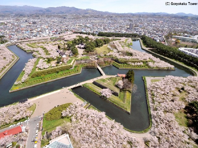 五稜郭の桜