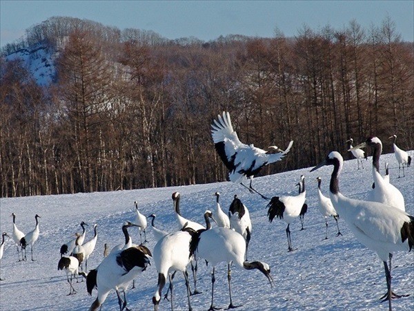 Kushiro Marsh in Winter