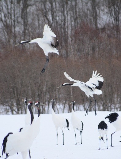 Kushiro Marsh in Winter