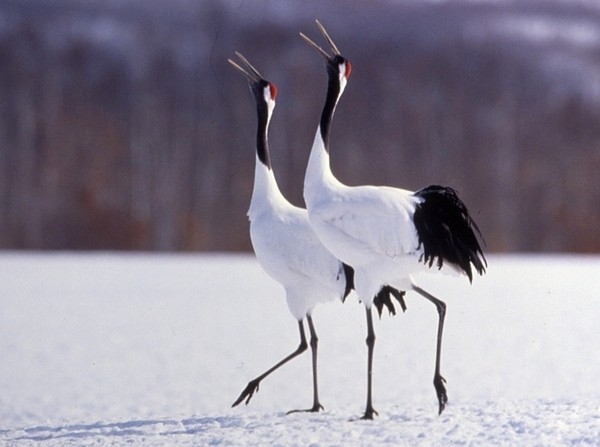 冬のたんちょう