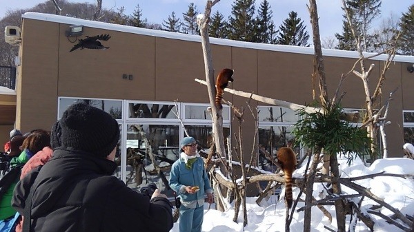 冬の円山動物園のみどころ