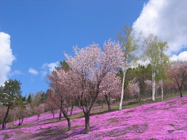 北海道芝桜スポット