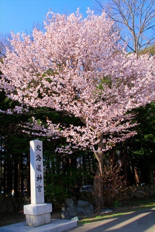 Sakura in hokkaido