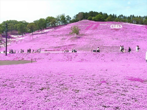 色鮮やかなじゅうたんに圧巻 北海道の芝桜スポットまとめ