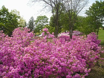 北海道芝桜スポット