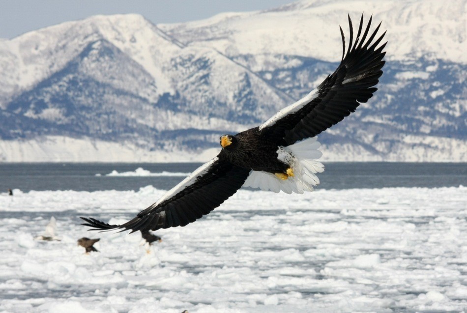 hokkaido wild animals