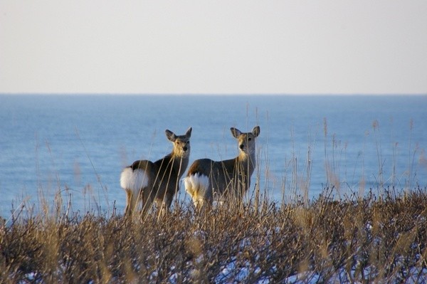 hokkaido wild animals