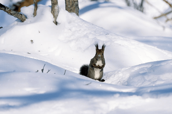 hokkaido wild animals