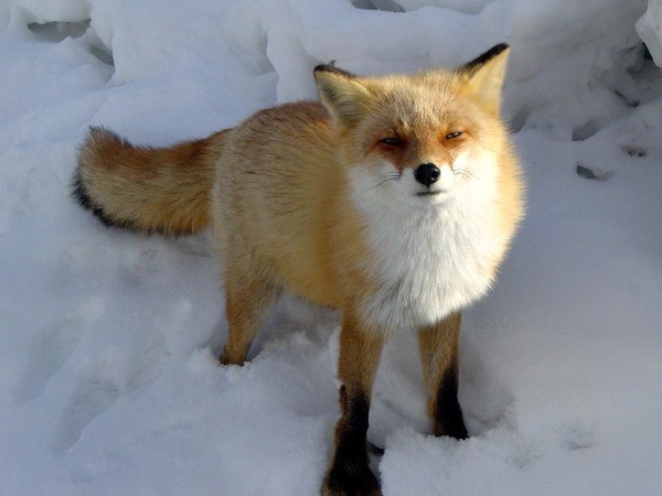 北海道の野生動物