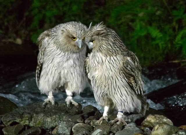 北海道の野生動物