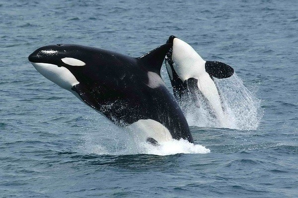 北海道の野生動物