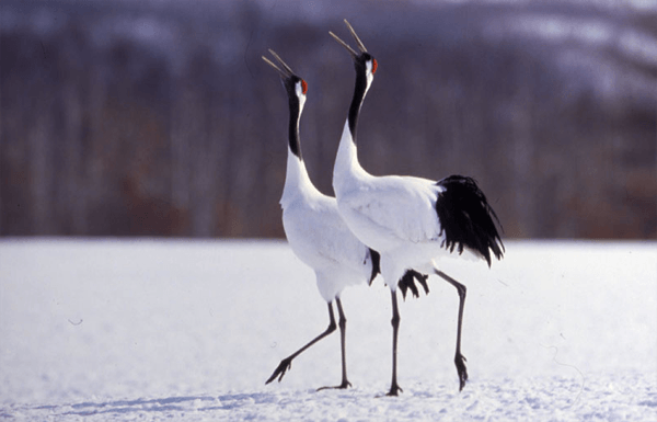 hokkaido wild animals