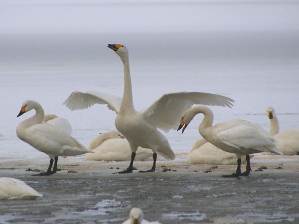 北海道の野生動物