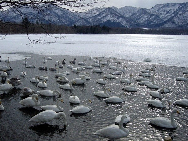 hokkaido wild animals