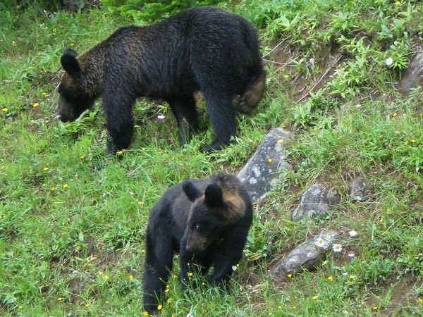 hokkaido wild animals