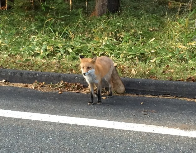 キタキツネ