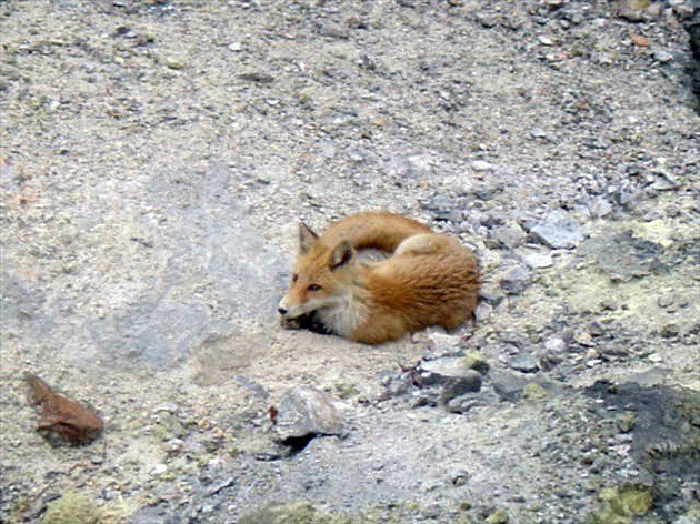 A fox in Noboribetsu