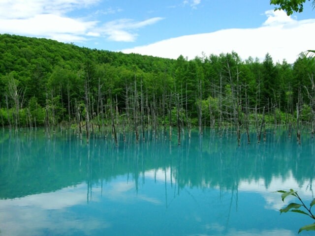 一度は見たい絶景 美瑛 青い池の四季の魅力とアクセス