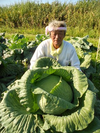 some old dude behind a huge-ass Sapporo cabbage