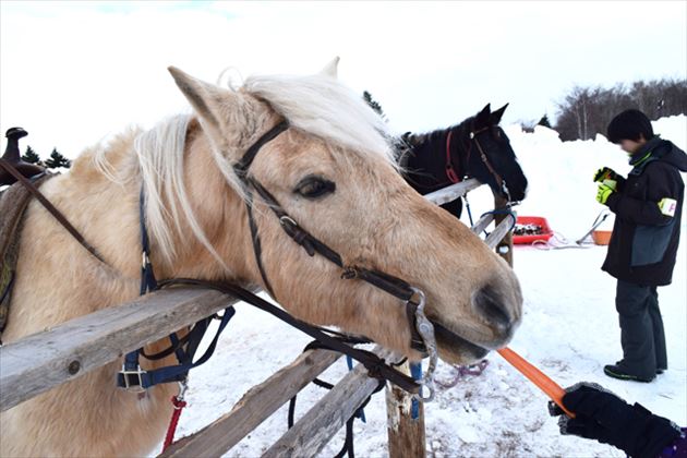 ノース・スノーランドin千歳の馬