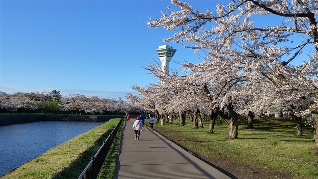 五稜郭公園桜