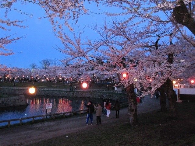 五稜郭公園夜桜