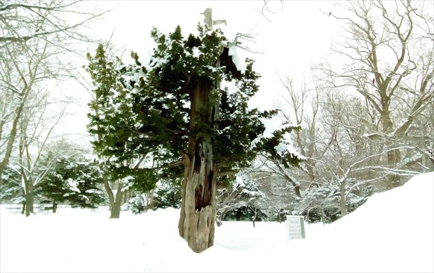 樹木ヒーリングスポット　イメージ