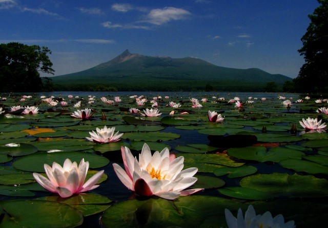 Onuma Lake lotuses
